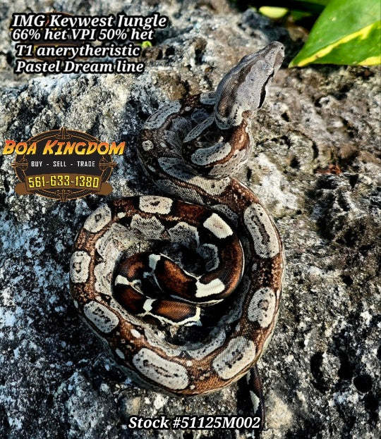 Boa Constrictor 2025 IMG Keywest Jungle 66% VPI T+Albino 50% Type 1 Anertheristic