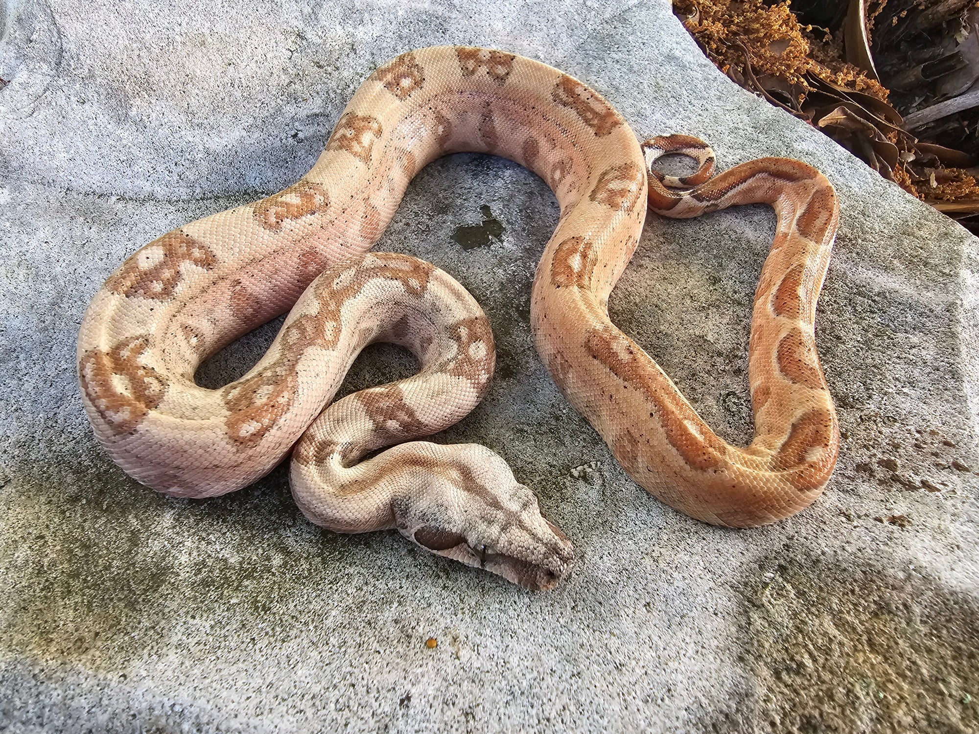 Male 2022 Leopard Hypo 50% Het Blood