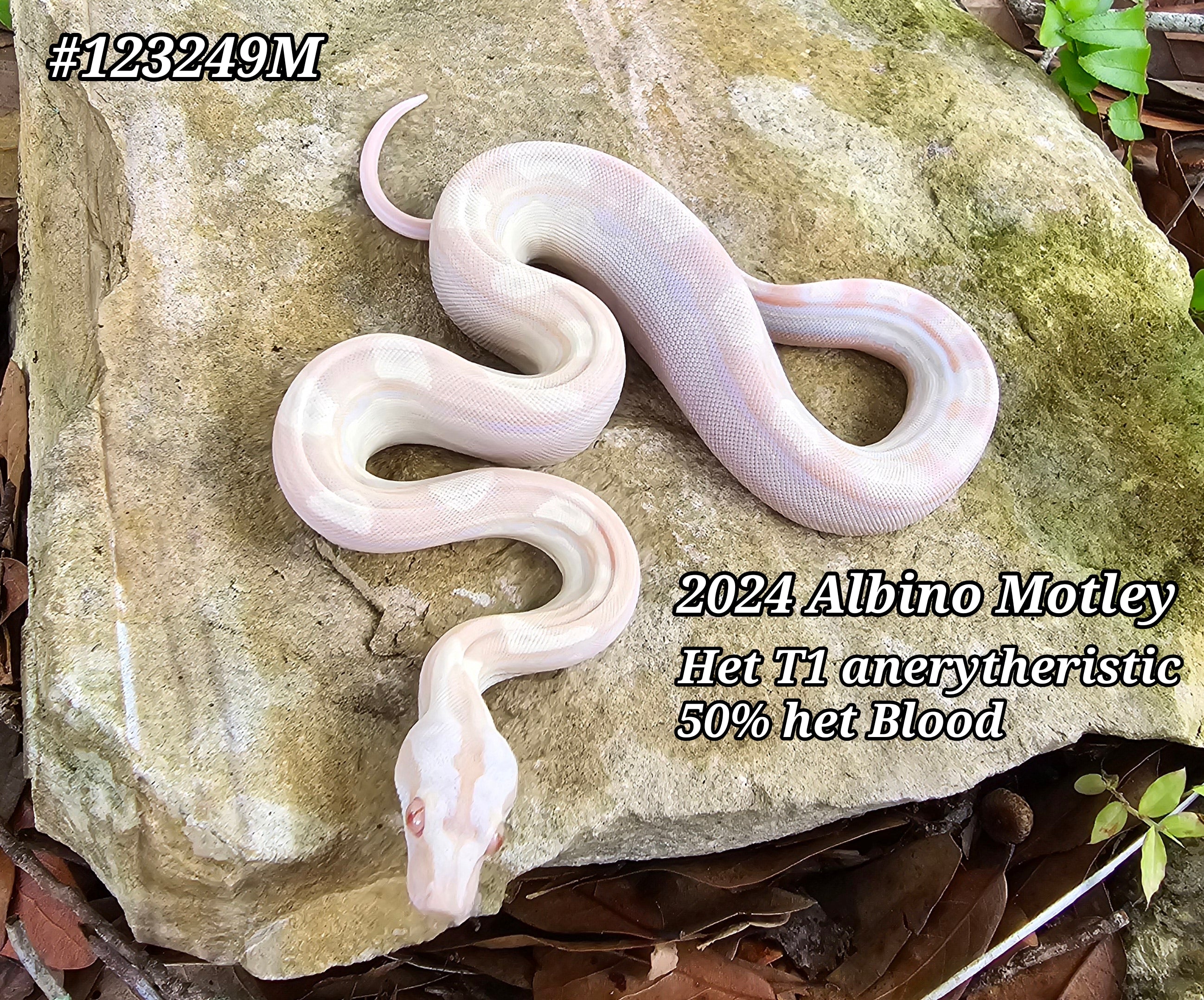 2024 Albino Motley het Anerytheristic 50% het Blood M