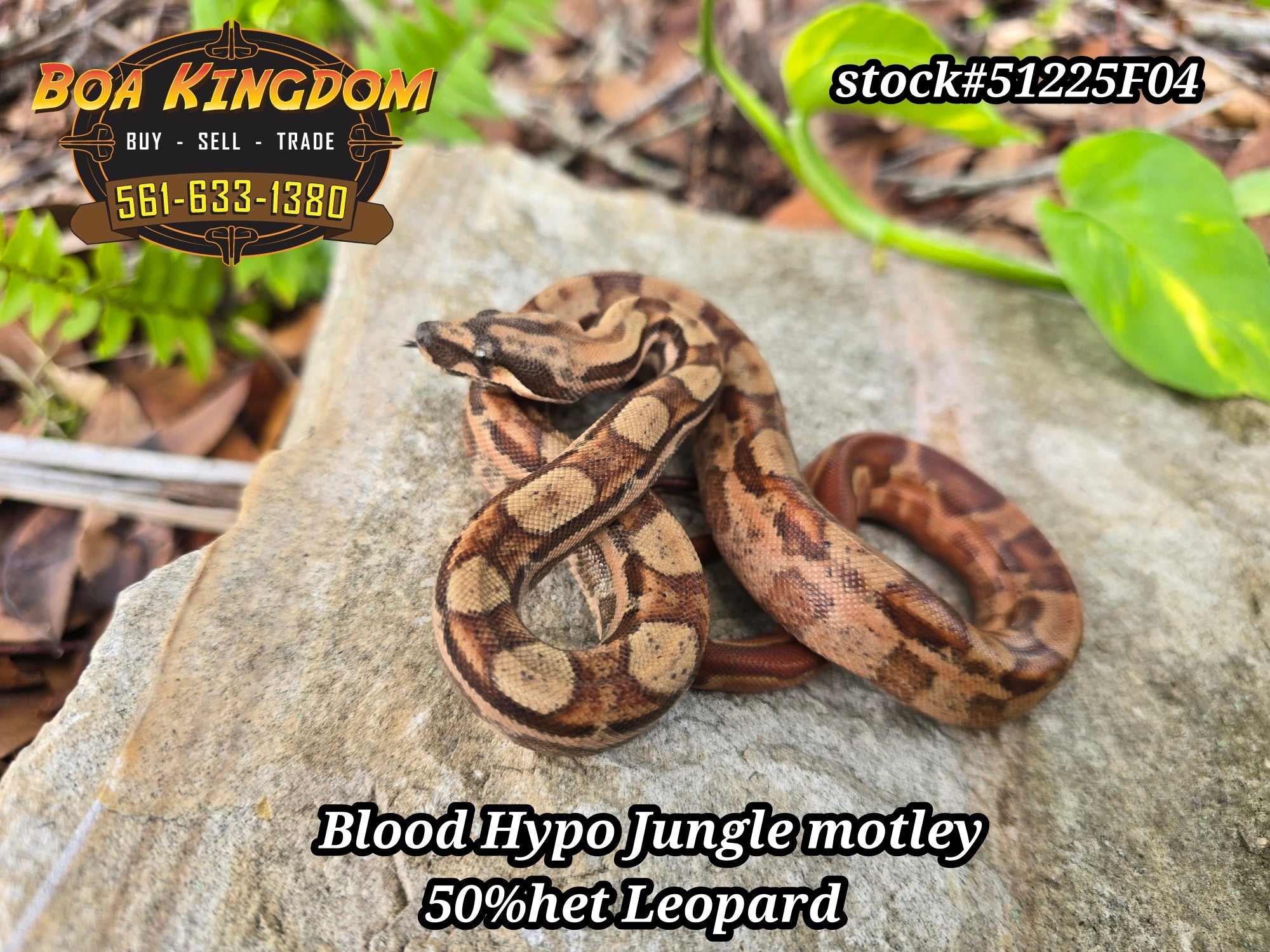 Blood jungle motley hypo 50% het leopard