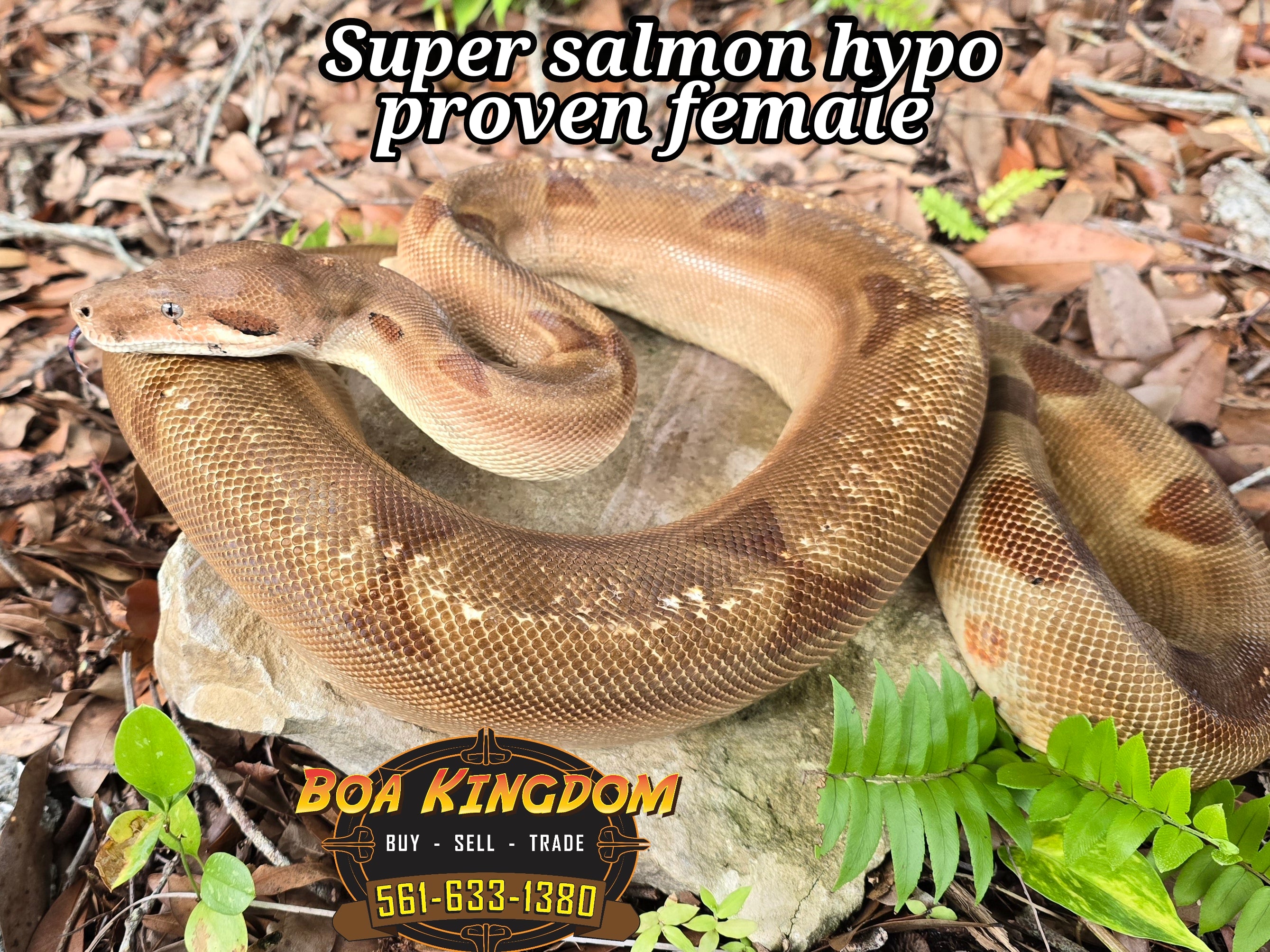 2020 Proven Female Super Salmon Hypo (SOLD)