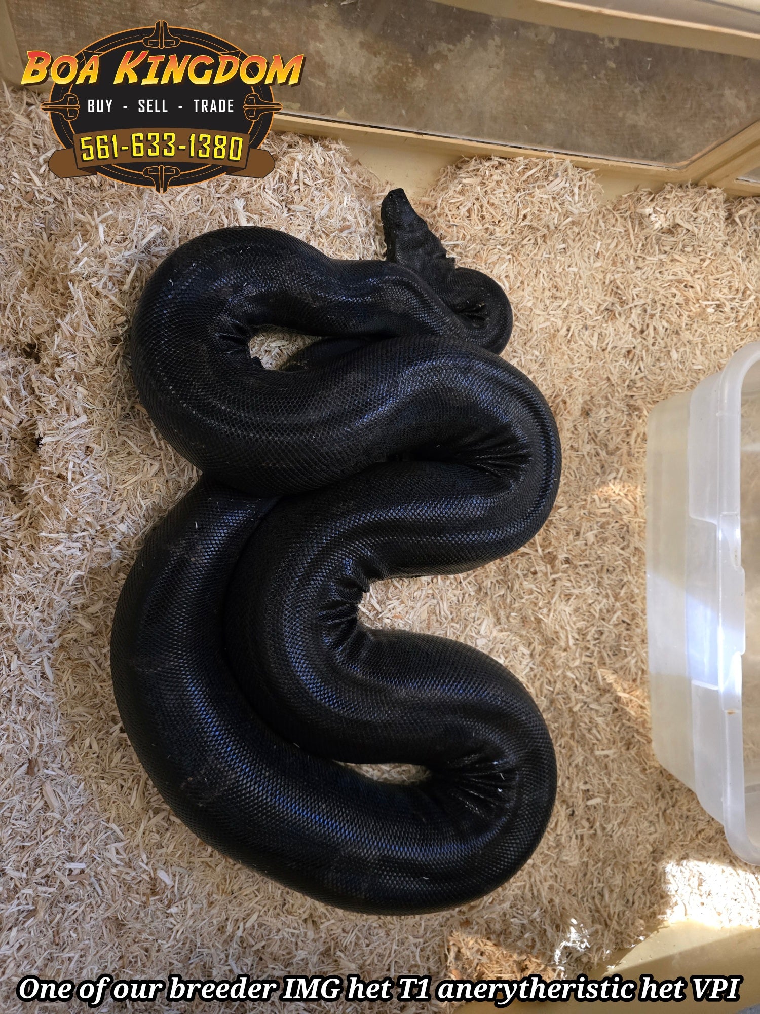 Boa Constrictor 2025 IMG Keywest Jungle 66% VPI T+Albino 50% Type 1 An