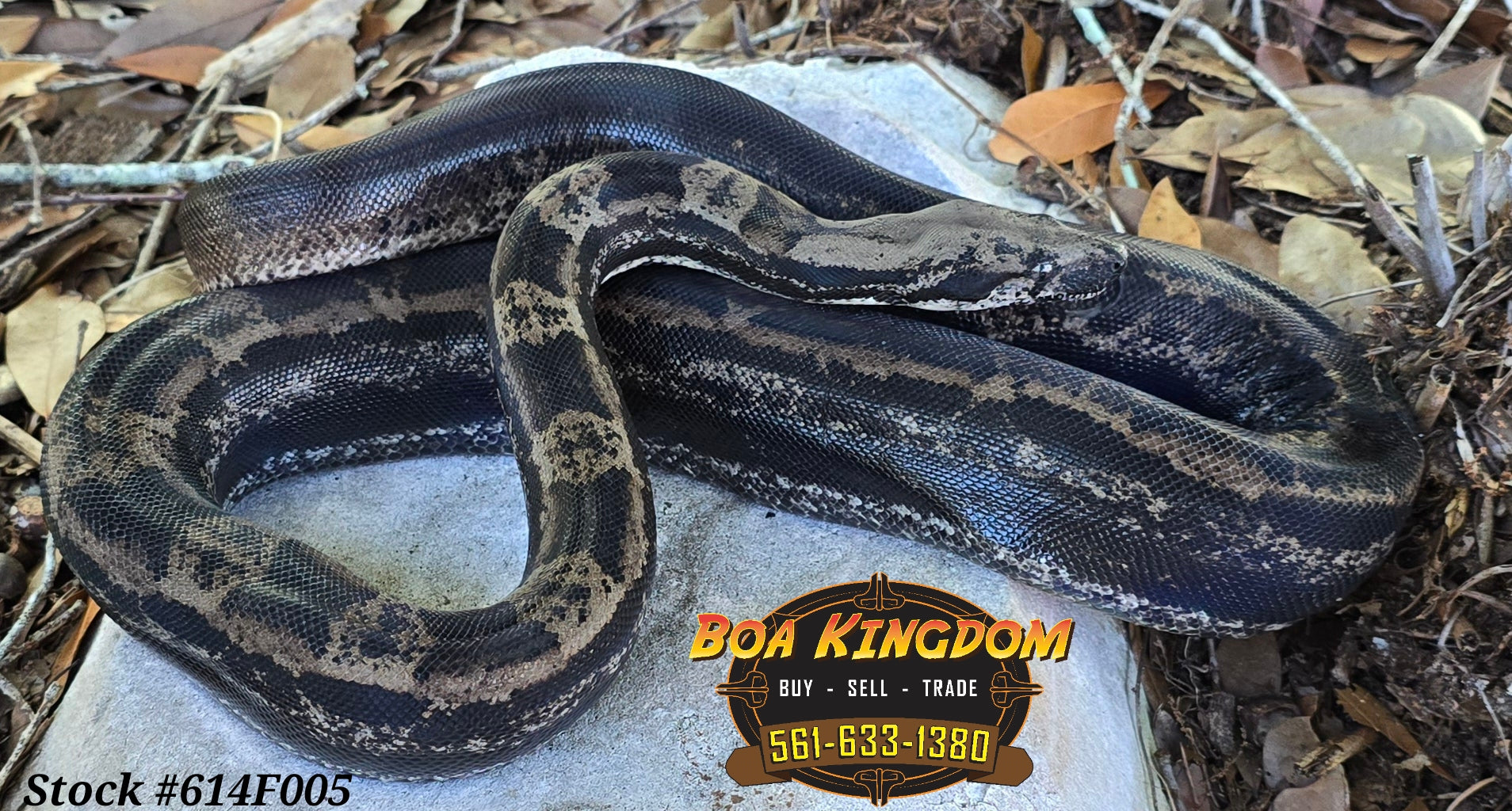 Female 2022 IMG Motley Hypo 100% Het Albino 66% T1 Anerytheristic ((FREE SHIPPING USA only