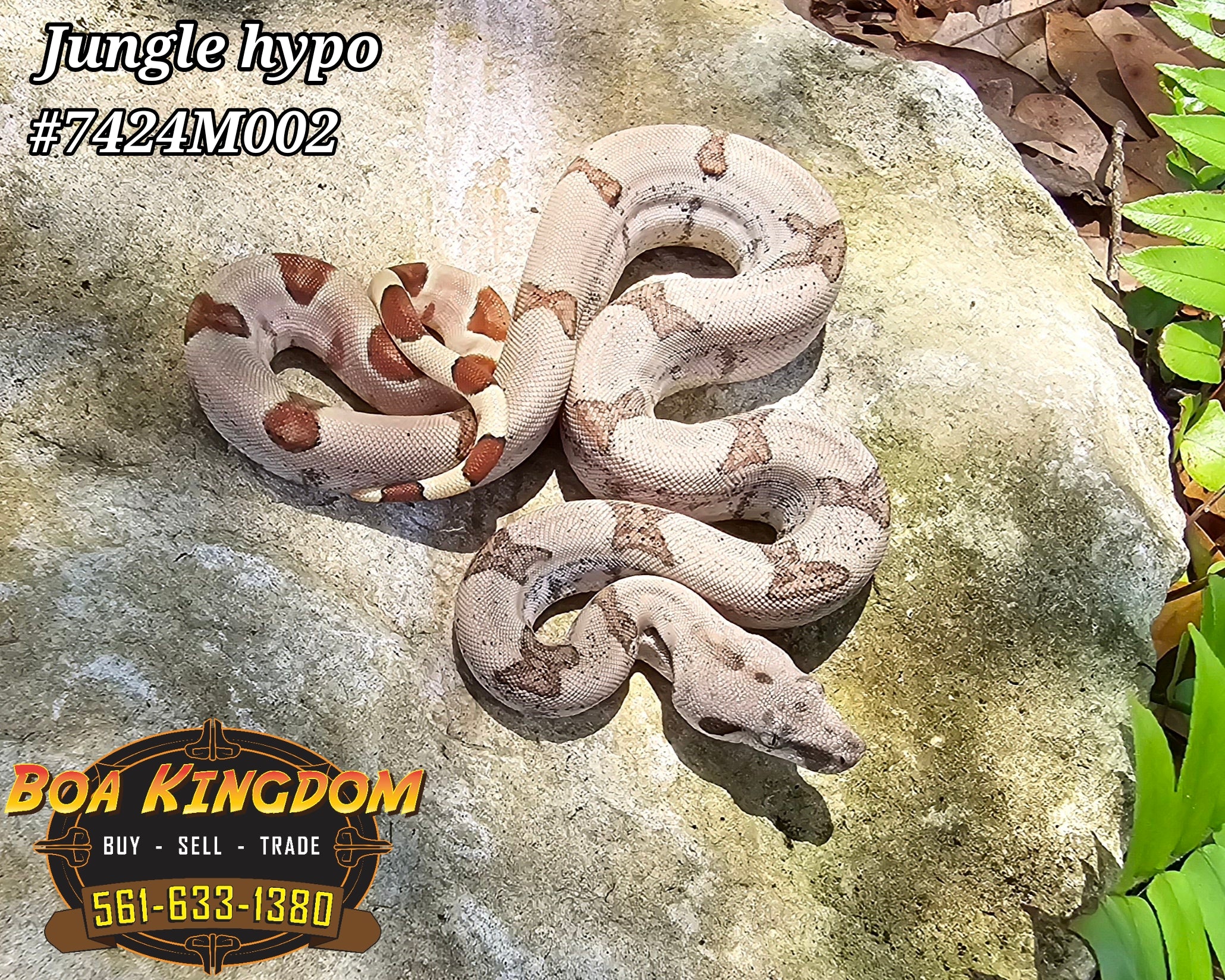 2024 Male Jungle Hypo Prob Super Hypo