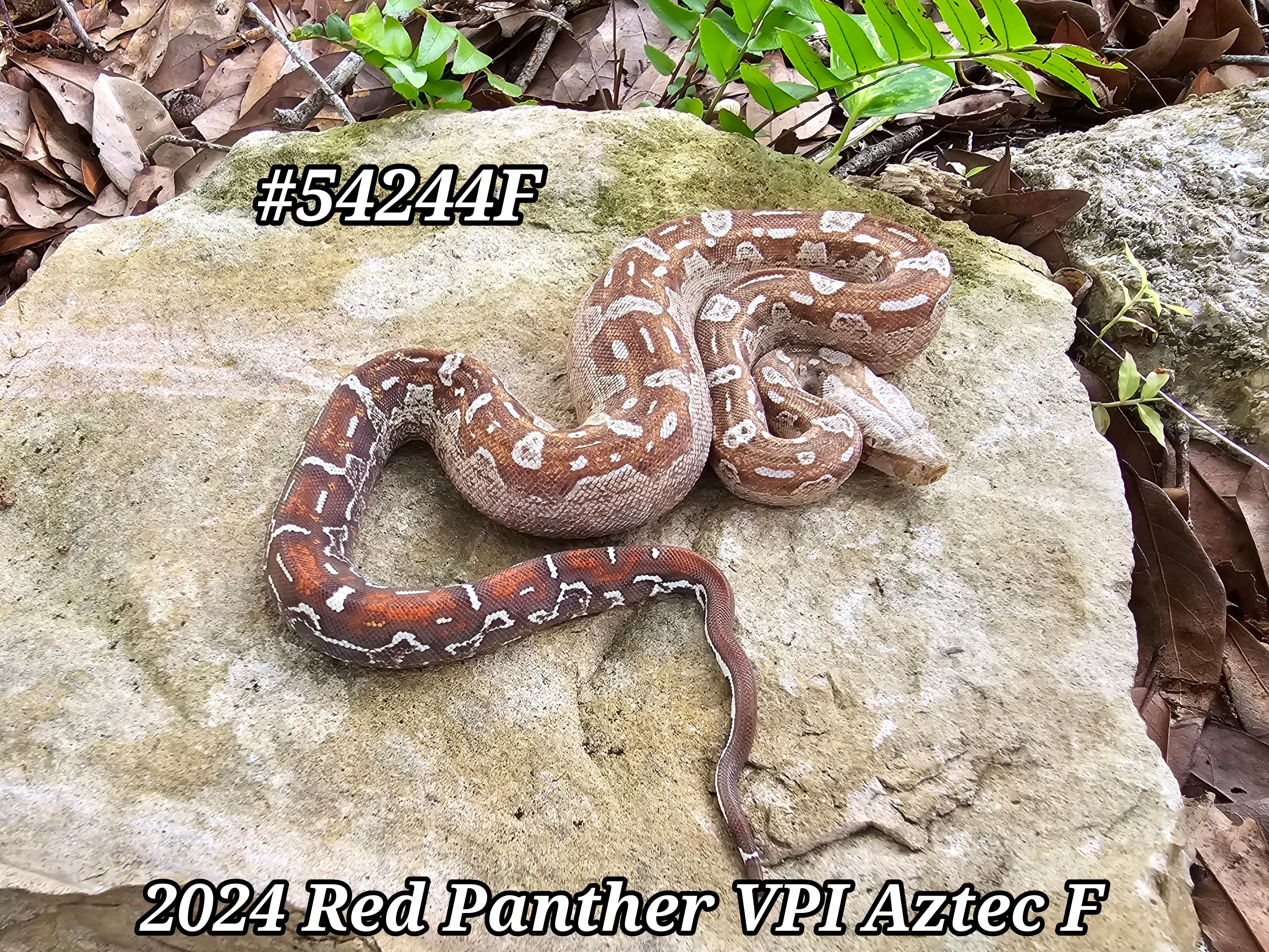 2024 Red Panther VPI Aztec Female