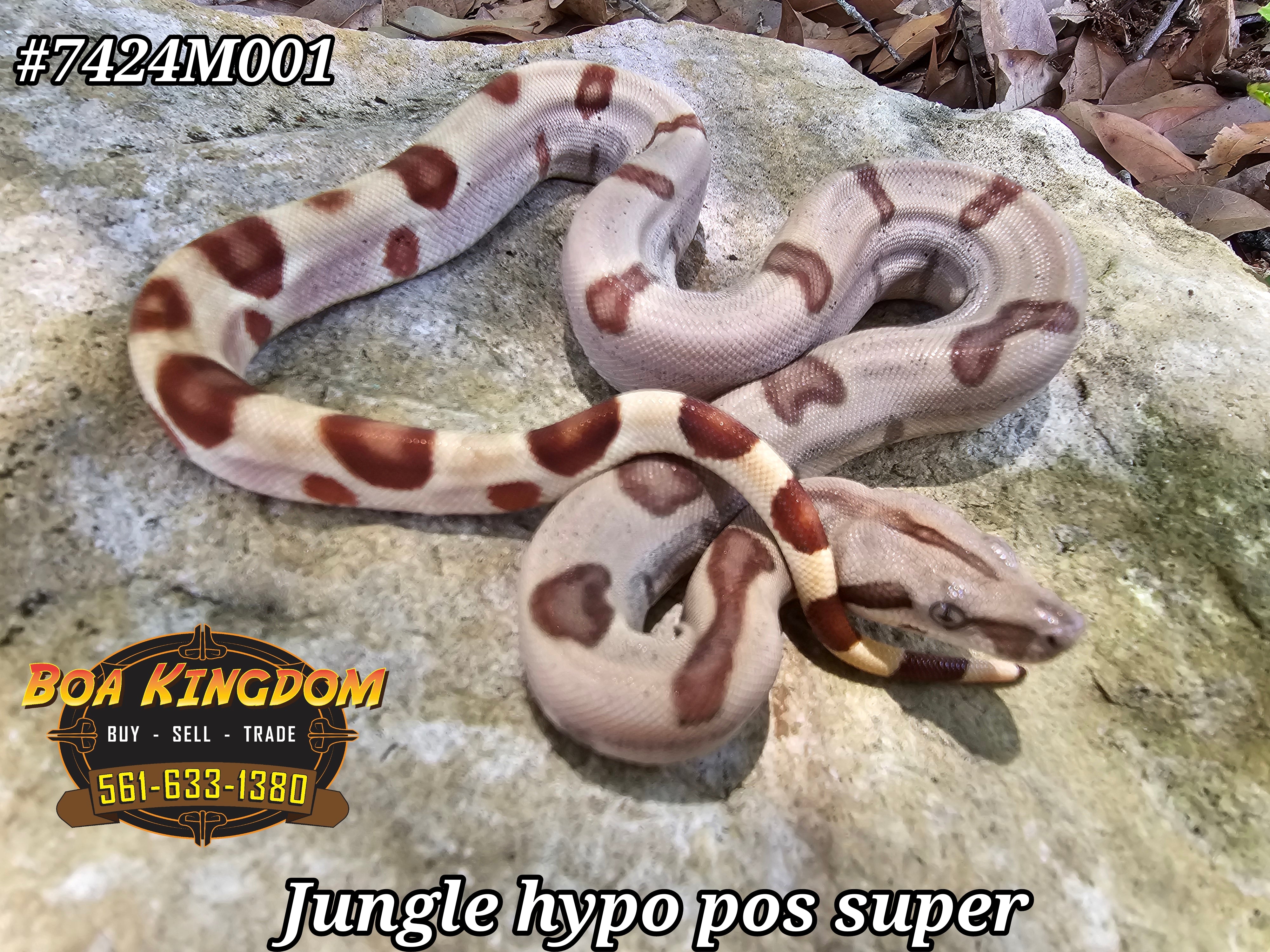 2024 Male Jungle Hypo Prob Super